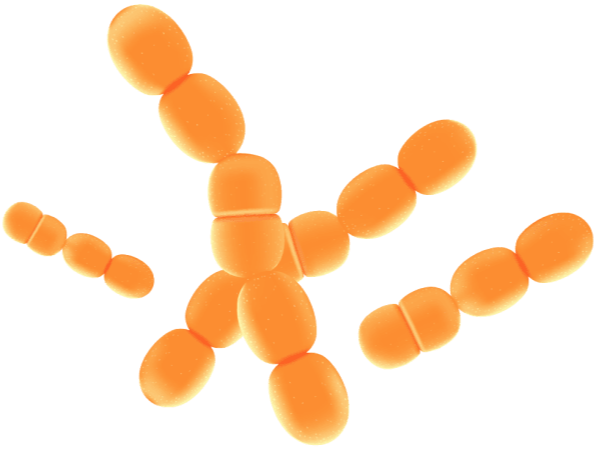 Lactobacillus Paracasei