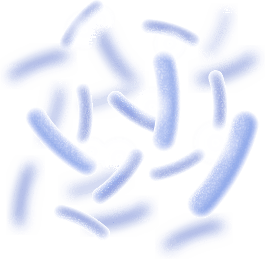 Lactobacillus Reuteri